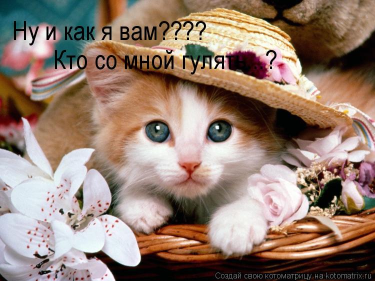 Ну и как я вам???? Кто со мной гулять...?... Котоматрица: Ну и как я вам???? Кто со мной гулять...?