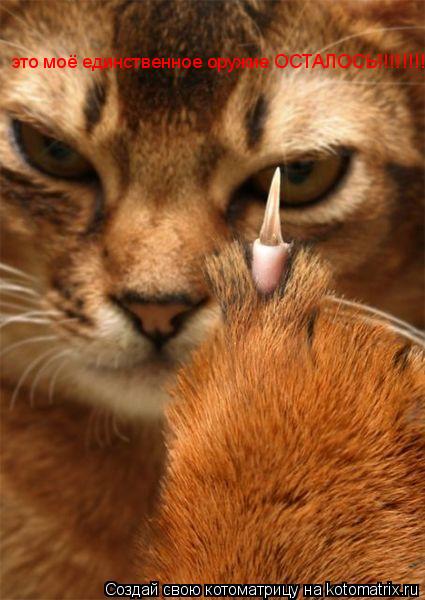 Котоматрица: это моё единственное оружие ОСТАЛОСЬ!!!!!!!!!!!!!!!!!!!!!!!!!!!!!!!!!!!