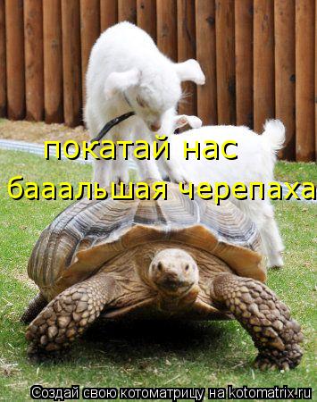 Котоматрица: покатай нас  бааальшая черепаха