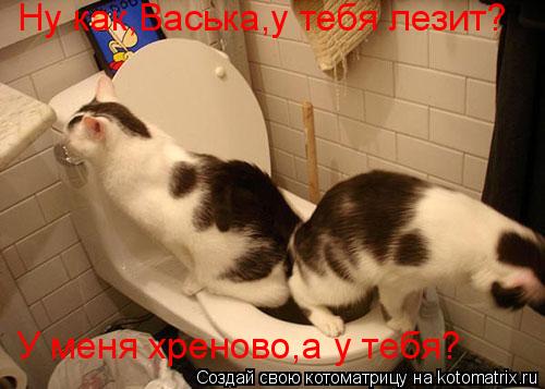 Ну как,Васька,у тебя лезит? У меня хреново,а у тебя?... Котоматрица: Ну как,Васька,у тебя лезит? У меня хреново,а у тебя?
