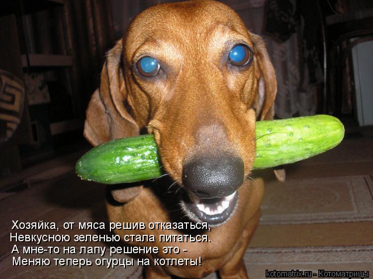 Меняю теперь огурцы на котлеты! А мне-то на лапу решение это - Невкусною зеленью стала питаться. Хозя... Котоматрица: Меняю теперь огурцы на котлеты! А мне-то на лапу решение это - Невкусною зеленью стала питаться. Хозяйка, от мяса решив отказаться,