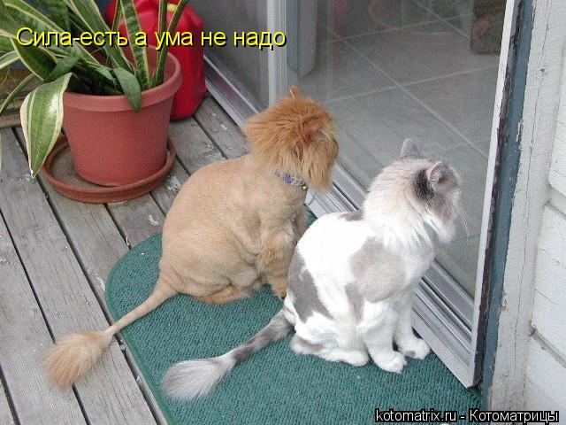 Сила-есть а ума не надо... Котоматрица: Сила-есть а ума не надо