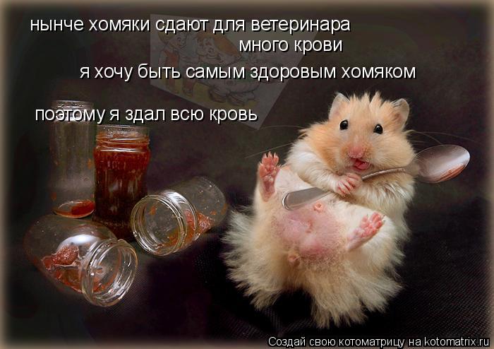 нынче хомяки сдают для ветеринара много крови я хочу быть самым здоровым хомяком поэтому я здал всю к... Котоматрица: нынче хомяки сдают для ветеринара много крови я хочу быть самым здоровым хомяком поэтому я здал всю кровь