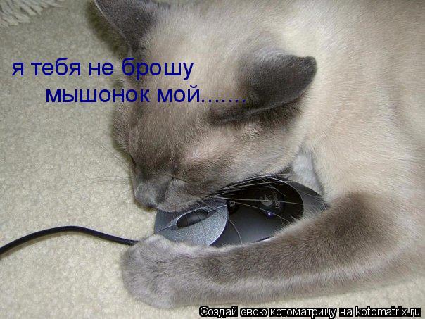 Котоматрица: я тебя не брошу мышонок мой.......