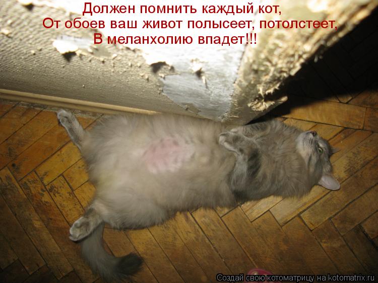 Котоматрица: Должен помнить каждый кот,  От обоев ваш живот полысеет, потолстеет, В меланхолию впадет!!!