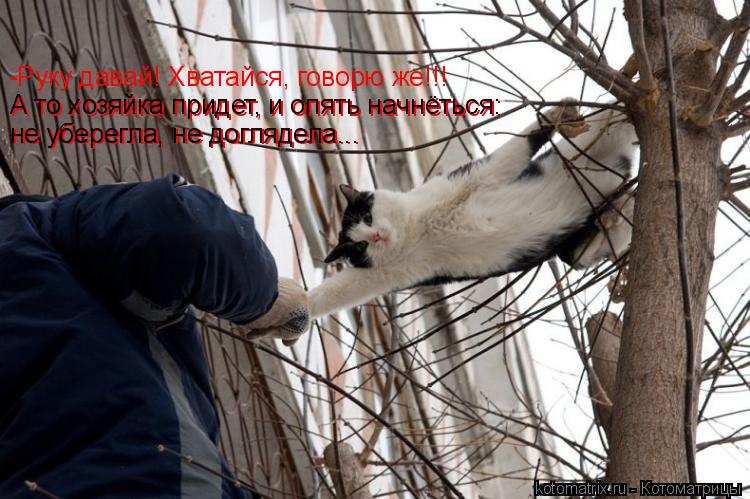 Котоматрица: -Руку давай! Хватайся, говорю же!!!  А то хозяйка придет, и опять начнёться:  не уберегла, не доглядела... не уберегла, не доглядела... А то хозяйк
