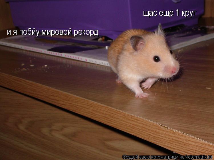 щас ещё 1 круг и я побйу мировой рекорд... Котоматрица: щас ещё 1 круг и я побйу мировой рекорд