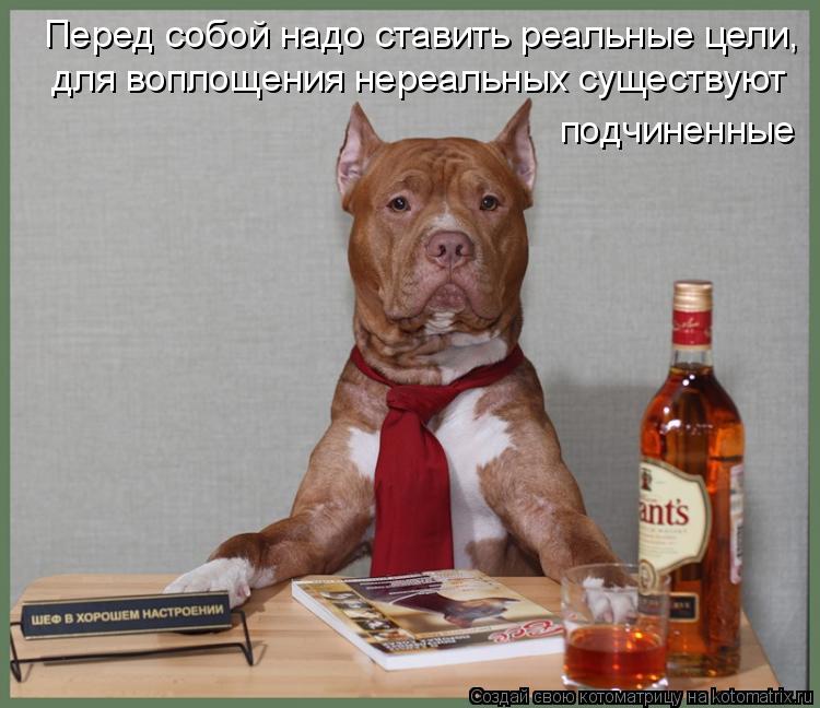Котоматрица: Перед собой надо ставить реальные цели,  для воплощения нереальных существуют  подчиненные