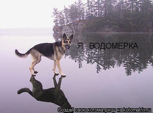 Я ВОДОМЕРКА... Котоматрица: Я ВОДОМЕРКА