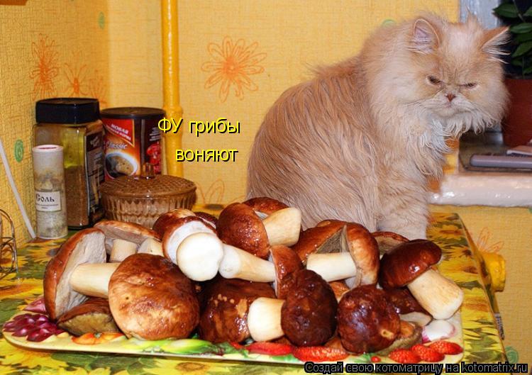 ФУ грибы воняют... Котоматрица: ФУ грибы воняют