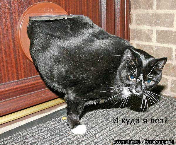 И куда я лез?... Котоматрица: И куда я лез?