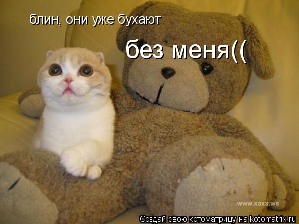 блин, они уже бухают без меня((... Котоматрица: блин, они уже бухают без меня((