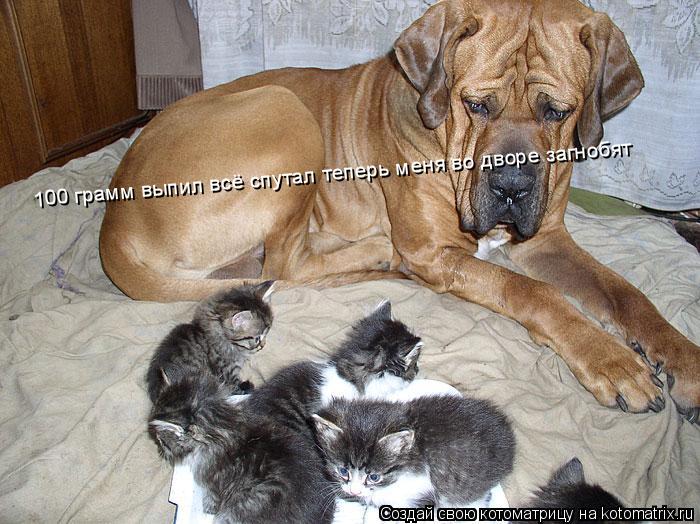 100 грамм выпил всё спутал теперь меня во дворе загнобят... Котоматрица: 100 грамм выпил всё спутал теперь меня во дворе загнобят