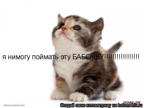 я нимогу поймать эту БАБОЧКУ!!!!!!!!!!!!!!!!!... Котоматрица: я нимогу поймать эту БАБОЧКУ!!!!!!!!!!!!!!!!!