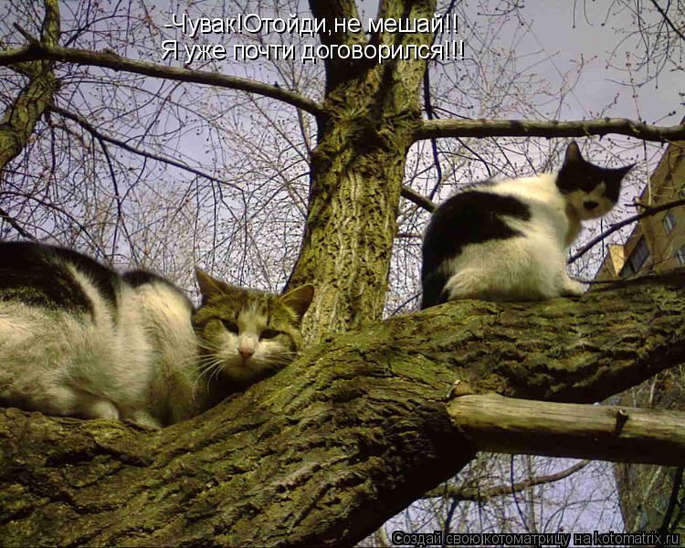 -Чувак!Отойди,не мешай!! Я уже почти договорился!!!... Котоматрица: -Чувак!Отойди,не мешай!! Я уже почти договорился!!!