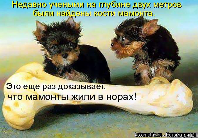 Недавно учеными на глубине двух метров были найдены кости мамонта. Это еще раз доказывает, что мамо... Котоматрица: Недавно учеными на глубине двух метров были найдены кости мамонта. Это еще раз доказывает, что мамонты жили в норах!