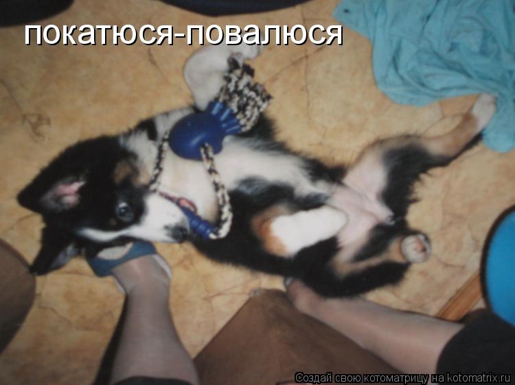 покатюся-повалюся... Котоматрица: покатюся-повалюся