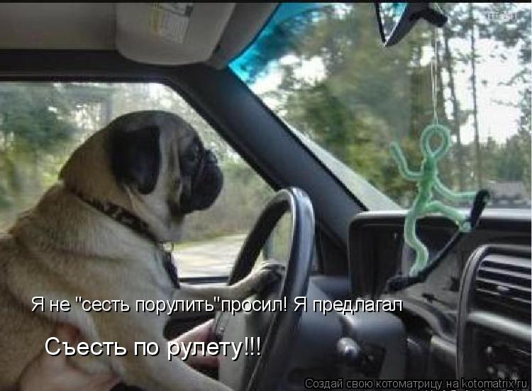 Я не "сесть порулить"просил! Я предлагал Съесть по рулету!!!... Котоматрица: Я не "сесть порулить"просил! Я предлагал Съесть по рулету!!!