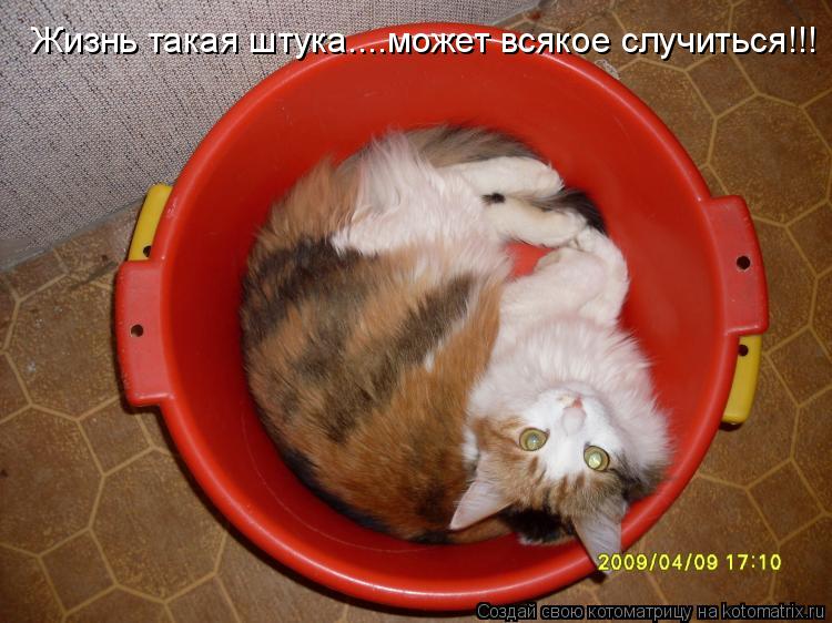 Жизнь такая штука....может всякое случиться!!!... Котоматрица: Жизнь такая штука....может всякое случиться!!!