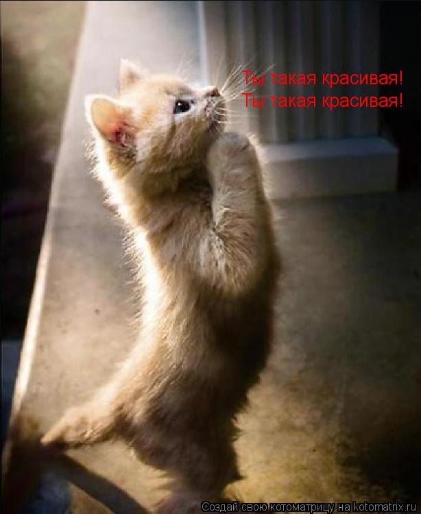 Котоматрица: Ты такая красивая! Ты такая красивая!