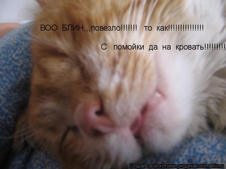ВОО БЛИН,,,повезло!!!!!!! то как!!!!!!!!!!!!!!! С помойки да на кровать!!!!!!!!!... Котоматрица: ВОО БЛИН,,,повезло!!!!!!! то как!!!!!!!!!!!!!!! С помойки да на кровать!!!!!!!!!