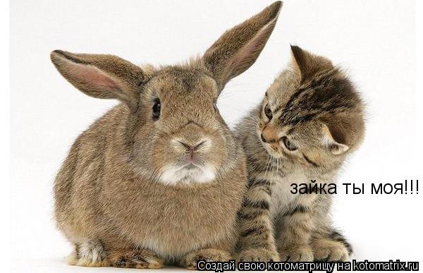 зайка ты моя!!!... Котоматрица: зайка ты моя!!!