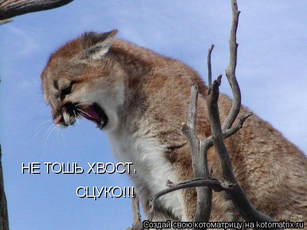НЕ ТОШЬ ХВОСТ , СЦУКО!!!... Котоматрица: НЕ ТОШЬ ХВОСТ , СЦУКО!!!