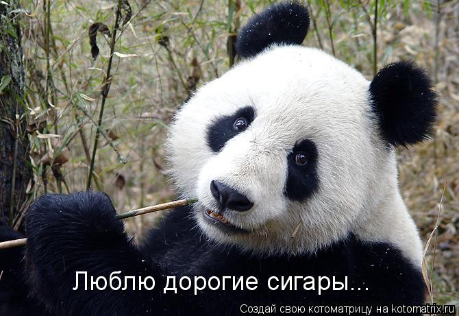 Люблю дорогие сигары...... Котоматрица: Люблю дорогие сигары...