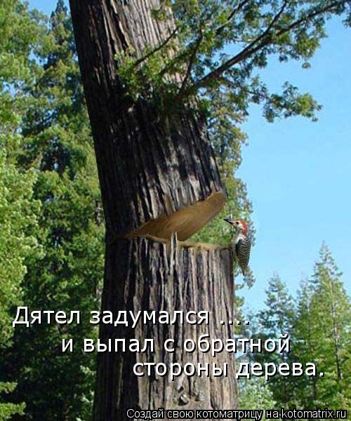 Дятел задумался .... и выпал с обратной стороны дерева.... Котоматрица: Дятел задумался .... и выпал с обратной стороны дерева.