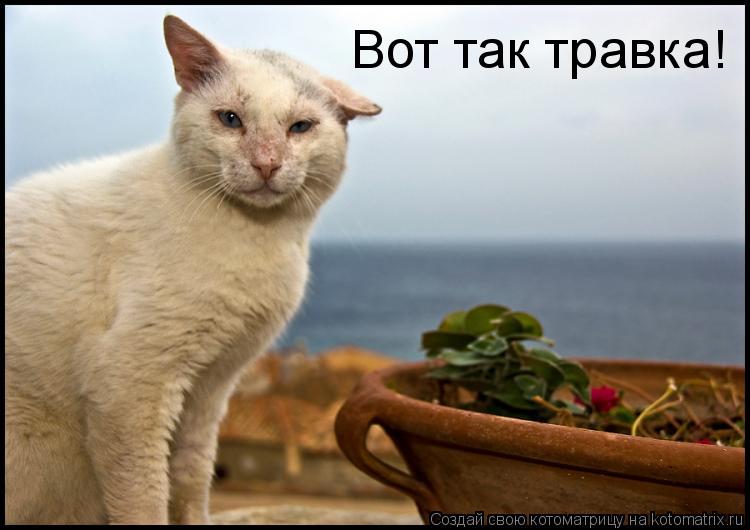 Вот так травка!... Котоматрица: Вот так травка!