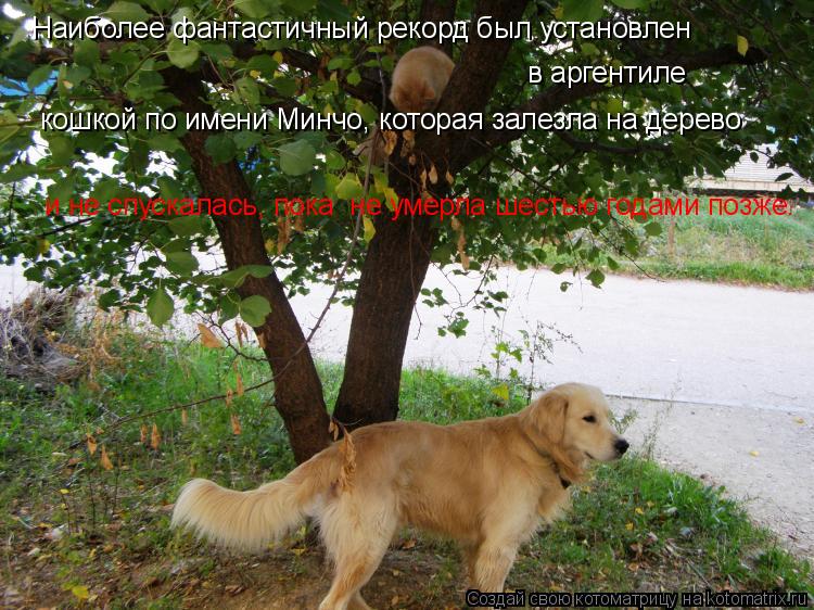 Наиболее фантастичный рекорд был установлен в аргентиле кошкой по имени Минчо, которая залезла на де... Котоматрица: Наиболее фантастичный рекорд был установлен в аргентиле кошкой по имени Минчо, которая залезла на дерево и не спускалась, пока не умерла
