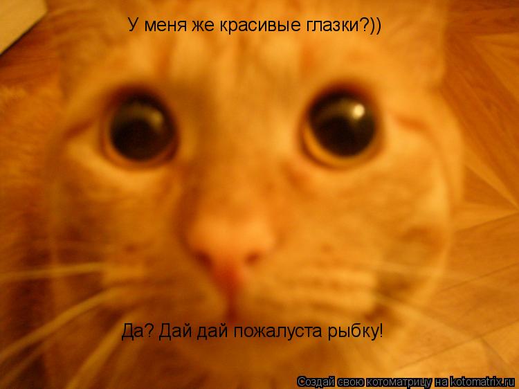У меня же красивые глазки?)) Да? Дай дай пожалуста рыбку!... Котоматрица: У меня же красивые глазки?)) Да? Дай дай пожалуста рыбку!
