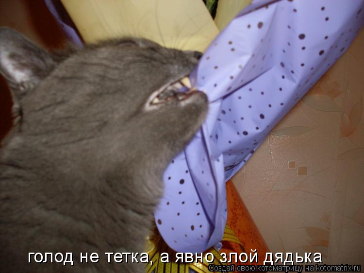 голод не тетка, а явно злой дядька... Котоматрица: голод не тетка, а явно злой дядька