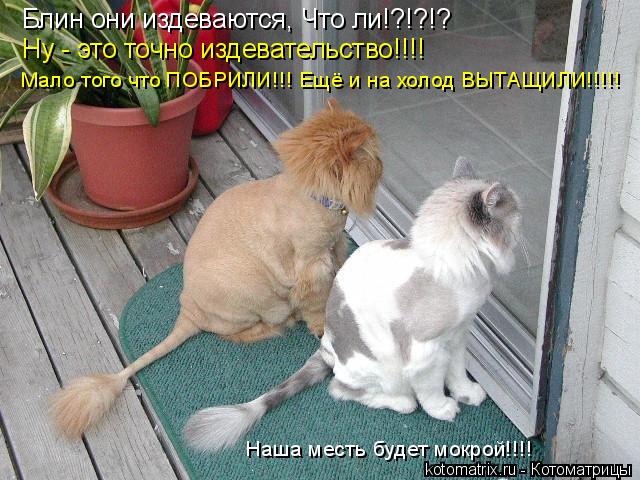 Блин они издеваются, Что ли!?!?!? Ну - это точно издевательство!!!! Мало того что ПОБРИЛИ!!! Ещё и на... Котоматрица: Блин они издеваются, Что ли!?!?!? Ну - это точно издевательство!!!! Мало того что ПОБРИЛИ!!! Ещё и на холод ВЫТАЩИЛИ!!!!! Наша месть будет мокрой!!!!