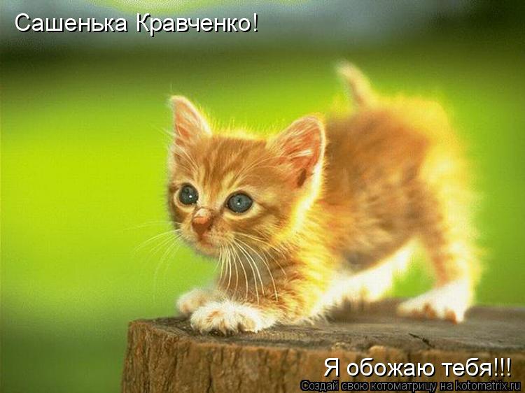 Котоматрица: Сашенька Кравченко! Я обожаю тебя!!!