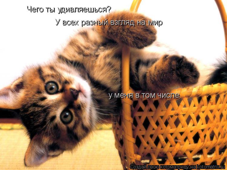 Чего ты удивляешься? У всех разный взгляд на мир у меня в том числе.... Котоматрица: Чего ты удивляешься? У всех разный взгляд на мир у меня в том числе.
