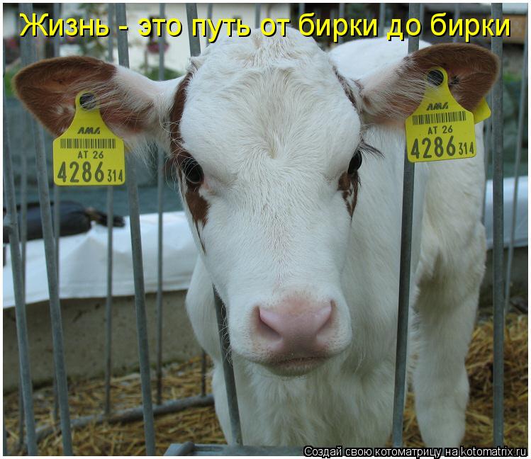Жизнь - это путь от бирки до бирки... Котоматрица: Жизнь - это путь от бирки до бирки
