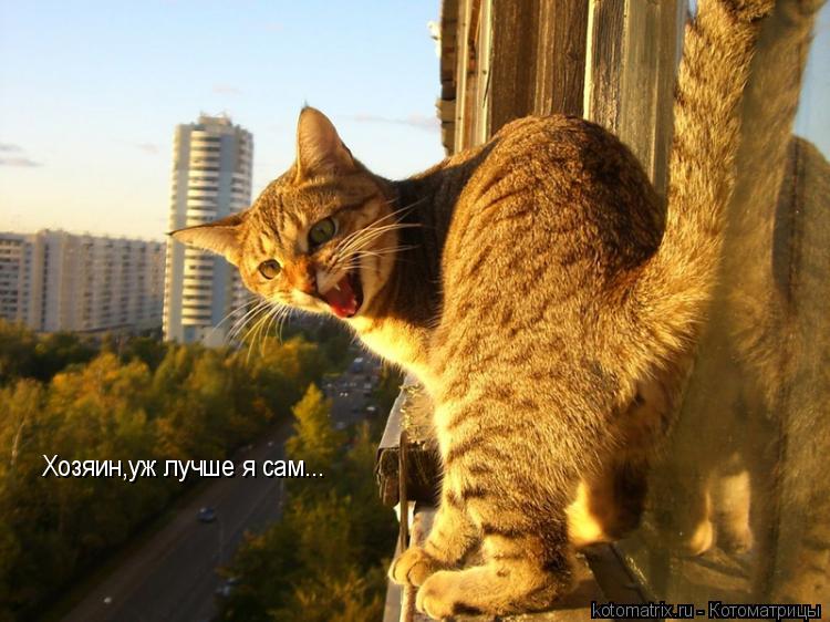 Хозяин,уж лучше я сам...... Котоматрица: Хозяин,уж лучше я сам...