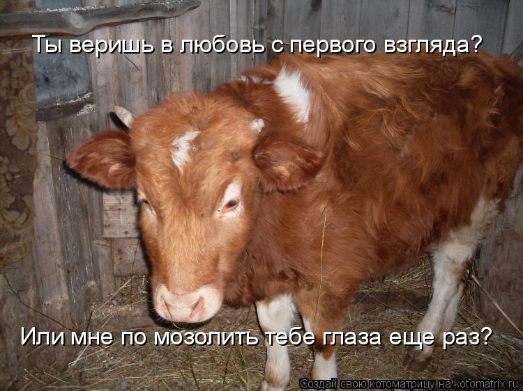 Ты веришь в любовь с первого взгляда? Или мне по мозолить тебе глаза еще раз?... Котоматрица: Ты веришь в любовь с первого взгляда? Или мне по мозолить тебе глаза еще раз?