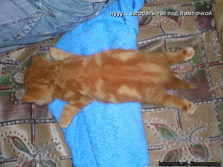 Котоматрица: нууу... загорать так под лампочкой.