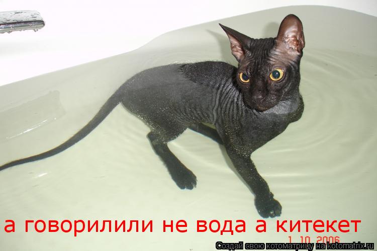 а говорилили не вода а китекет... Котоматрица: а говорилили не вода а китекет