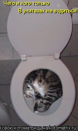 Чего и кого только В унитазах не водиться!... Котоматрица: Чего и кого только В унитазах не водиться!