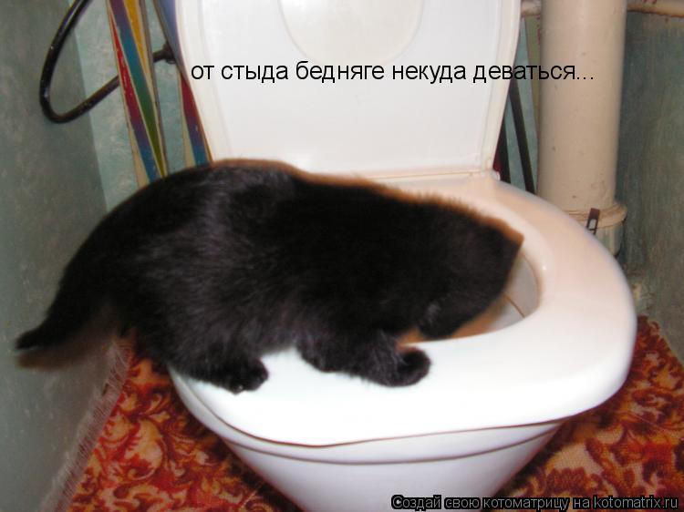 от стыда бедняге некуда деваться...... Котоматрица: от стыда бедняге некуда деваться...