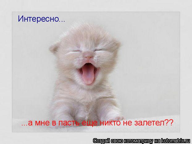 Интересно... ...а мне в пасть еще никто не залетел??... Котоматрица: Интересно... ...а мне в пасть еще никто не залетел??