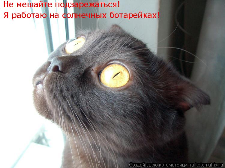 Я работаю на солнечных ботарейках! Не мешайте подзарежаться!... Котоматрица: Я работаю на солнечных ботарейках! Не мешайте подзарежаться!