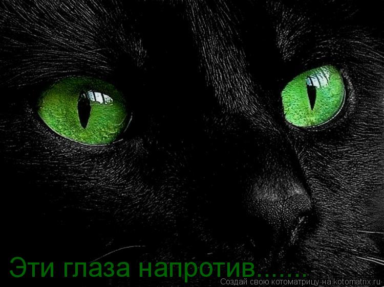 Эти глаза напротив.......... Котоматрица: Эти глаза напротив.......