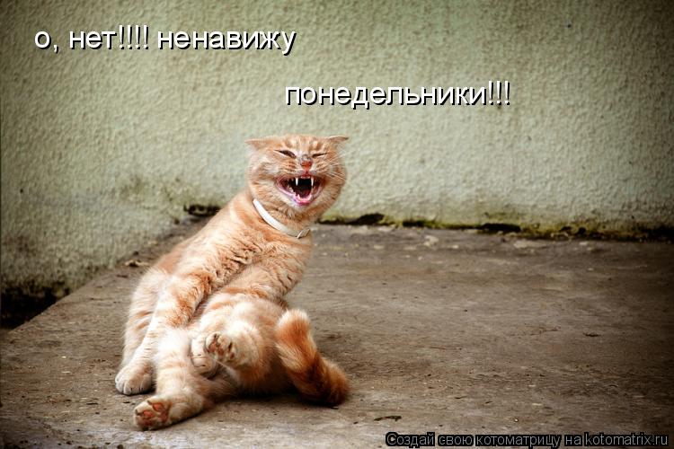 Котоматрица: о, нет!!!! ненавижу  понедельники!!!