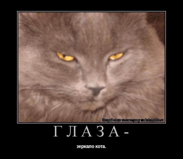 Глаза- зеркало кота.... Котоматрица: Глаза- зеркало кота.