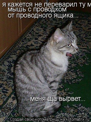 Котоматрица: я кажется не переварил ту мышь с проводком от проводного ящика...  мышь с проводком  от проводного ящика... меня ща вырвет...