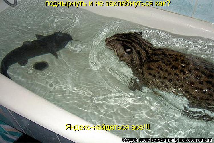 Котоматрица: поднырнуть и не захлебнуться как? Яндекс-найдеться все!!!